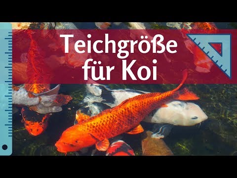Video: Kann ich meine Koi-Fische drinnen behalten?