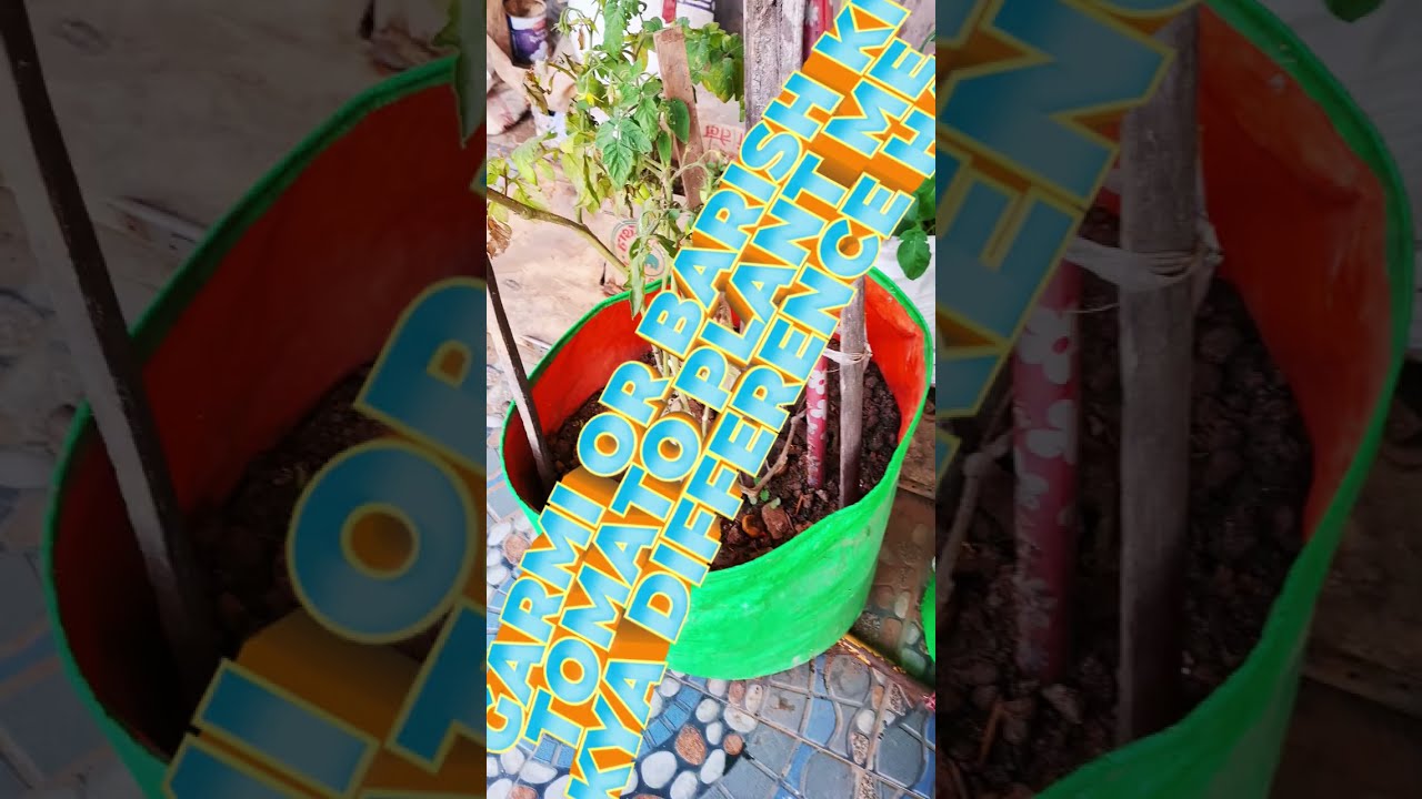 March me tomato plant jaldi lagale to garmi me mahgen tamatar nahin kharidne padega #vegetables plan