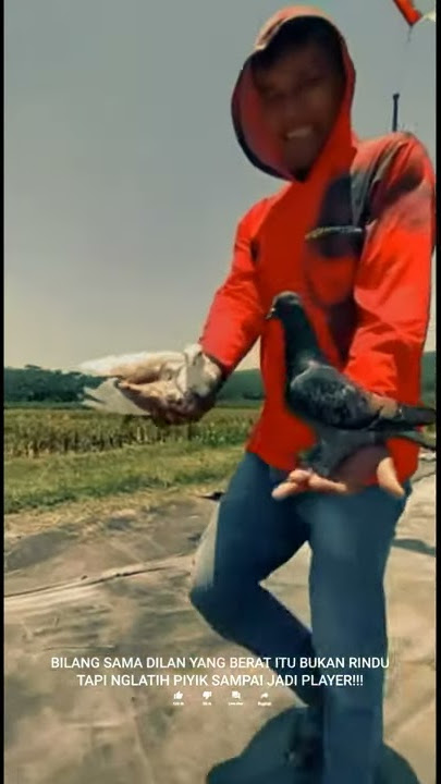 Story Wa {Aku Ikhlas} Versi Merpati Kolong.