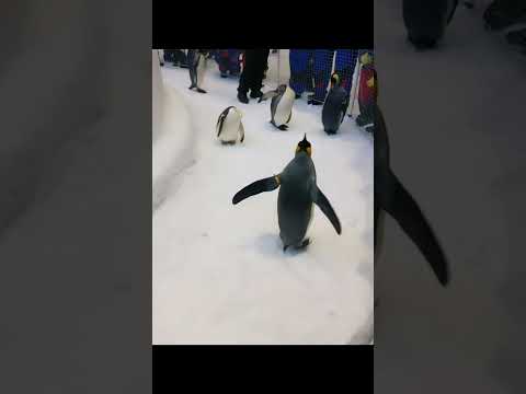 #penguins Ski Dubai, Dubai Mall