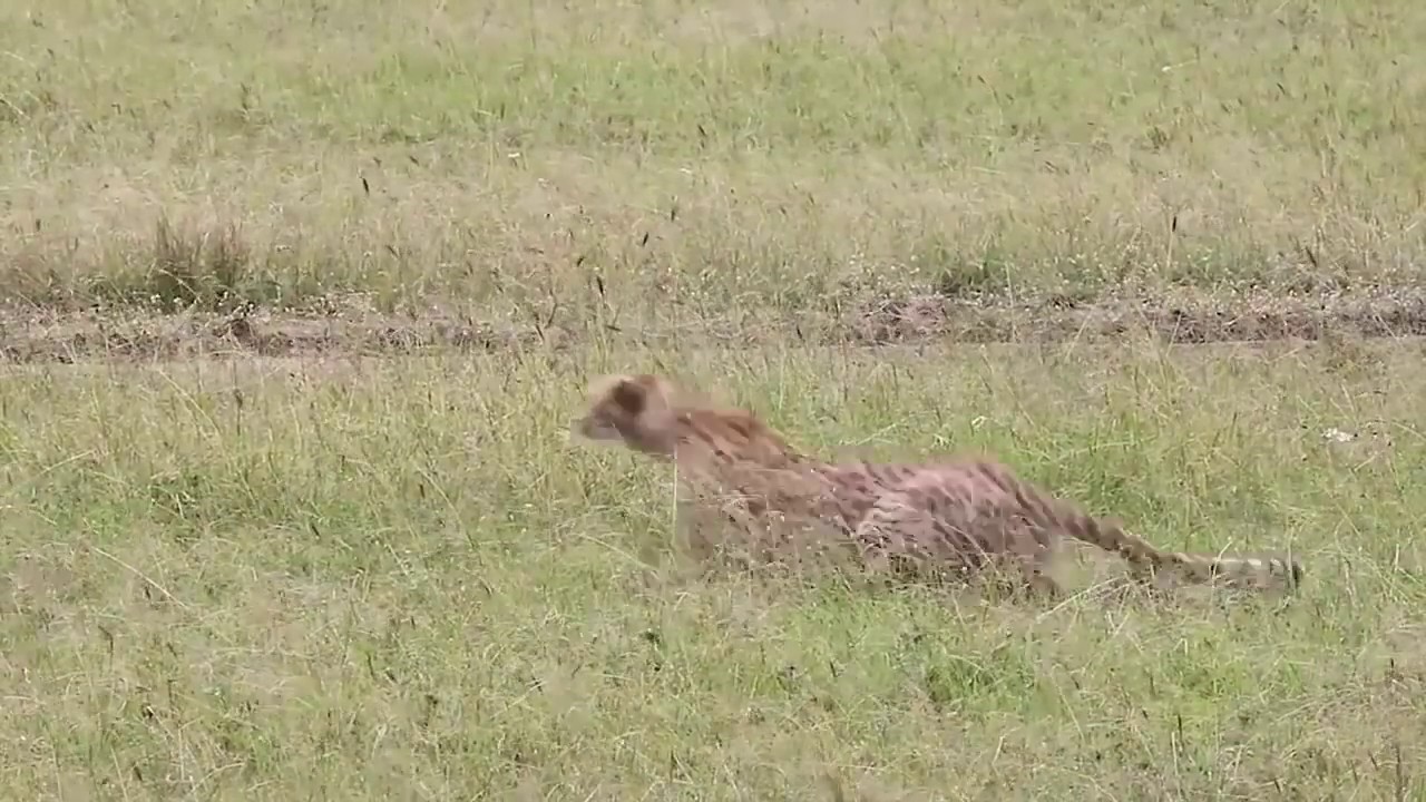 Tiger attacks Deer Tiger vs Deer 2017 HD