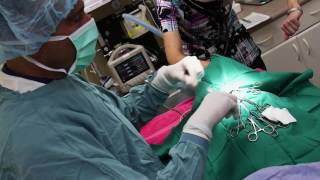 24/7 Emergency Pet Care at Clarkson Village Animal Hospital
