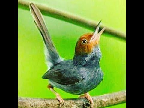 Kicauan Suara Burung Pagi Hari Yang Merduuu