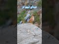 تیهو نر آواز می خواند Singing Male Partridge تیهو نر آواز می خواند Singing Male Partridge