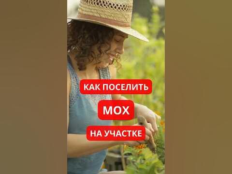МОХ - друг садовода? #ландшафт #сад - YouTube