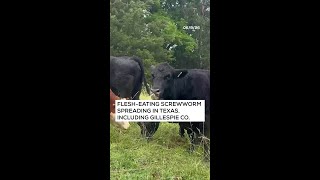 Screwworm spreading in Texas, including Gillespie County