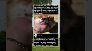 When Wild Animals Lose Their Fear of Humans”