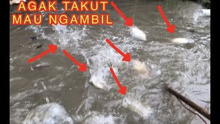 Download lagu CARI IKAN HABIS BANJIR IKAN NYA PADA NGUMPUL DI PINGIR