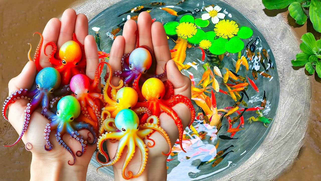 Удивительный улов: декоративный осьминог в маленьком озере, золотые рыбки, карпы, черепашки, кои,...