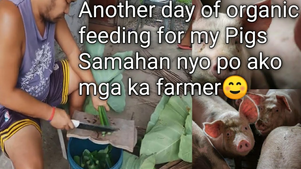 Organic na pakain sa ating alagang mga baboy - YouTube