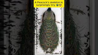 Watch the beetles clear a path through Hedgehog quills 🦔💀+Wait until you see how small a Peacock screenshot 2