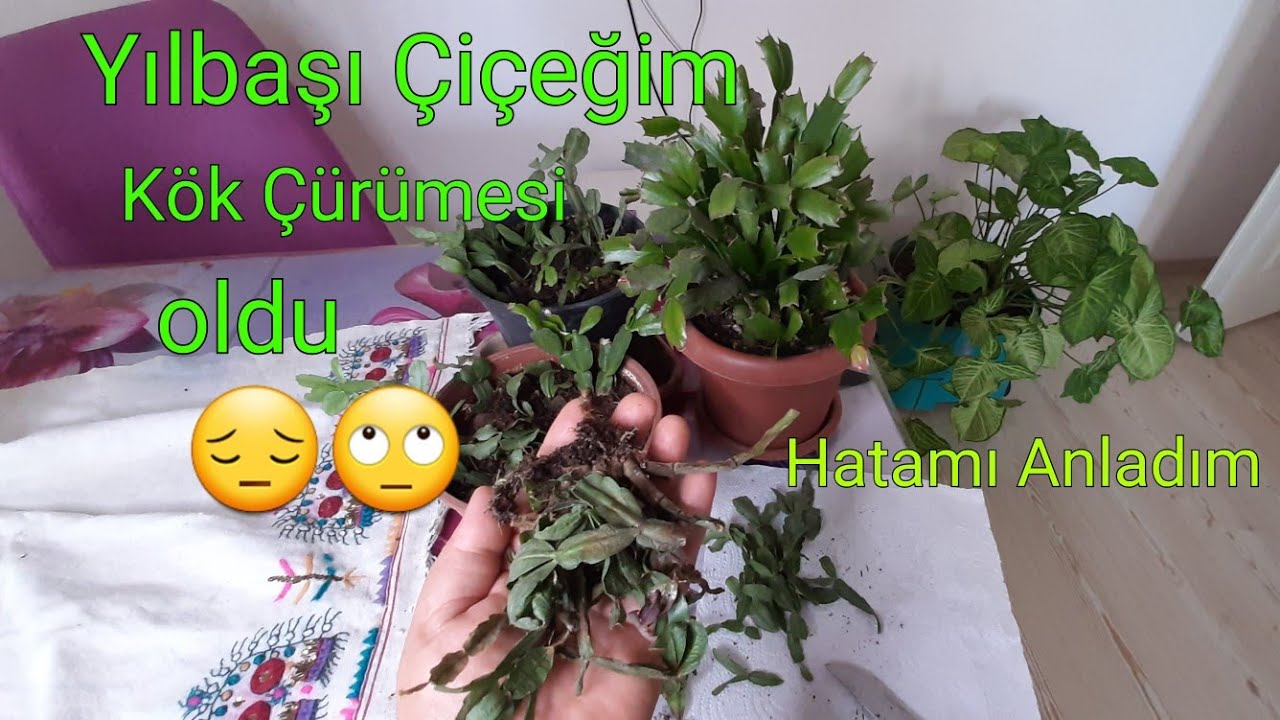 Yılbaşı Çiçeklerinde Kök Çürümesi Neden Olur?