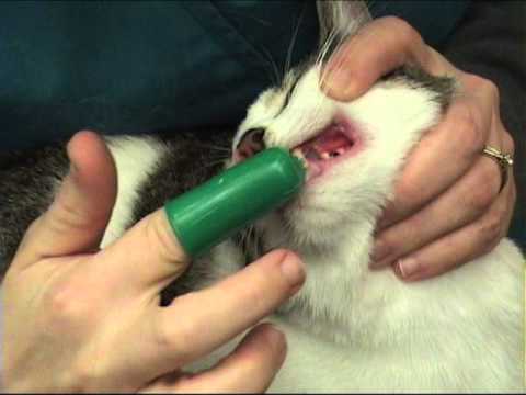 Brushing your cats teeth 