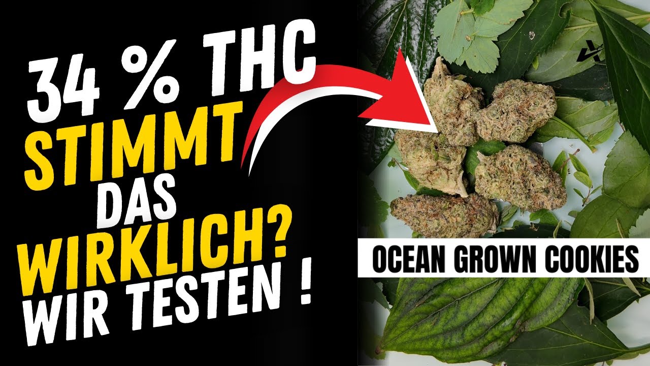 Wir testen die Blüten aus der Apotheke im Labor und schauen, ob die Angaben stimmen