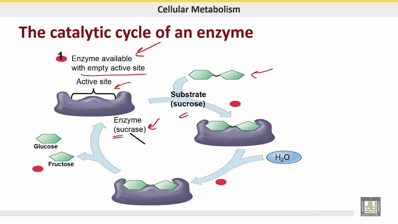 علم الحيوان Zoology الوحدة 4 Enzymes YouTube
