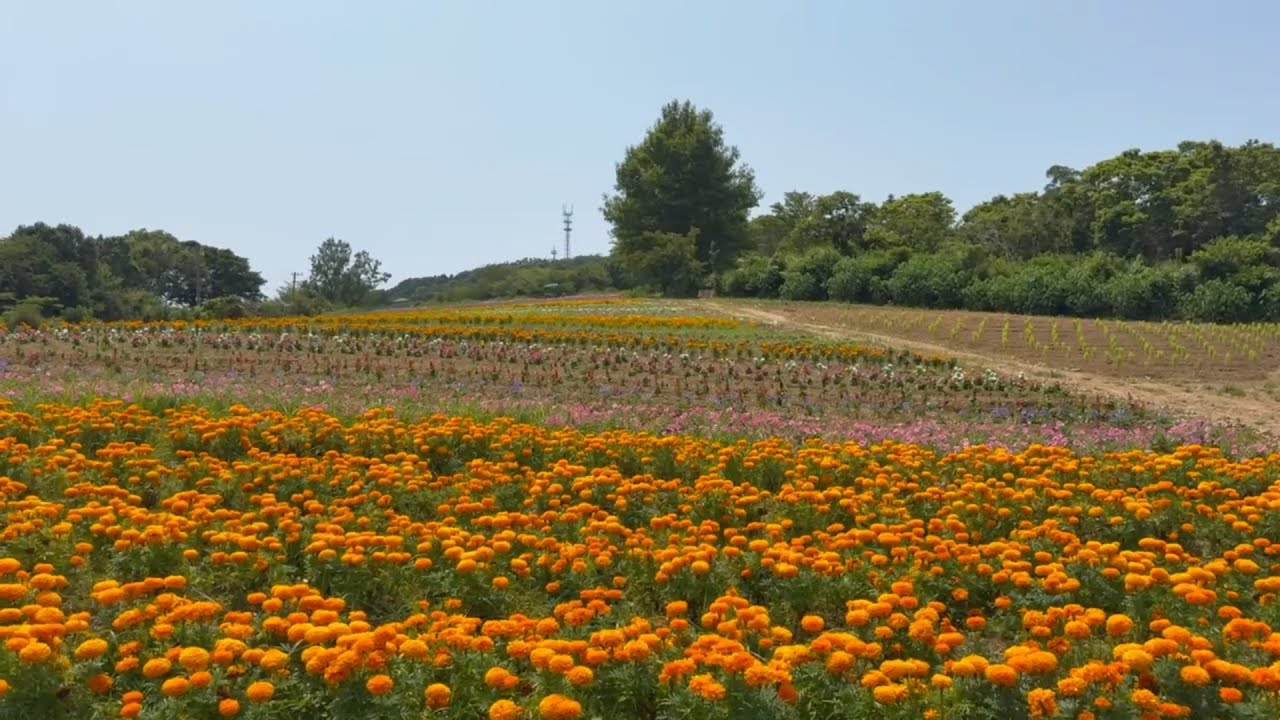 2026/07/24 超超超絶景です！ 真夏の花畑 花咲農園 〜高知県大月町