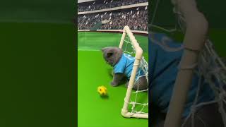 CATS KITTENS WORLD CUP FOOTBALL GAMES  #britishbluecats #worldcup #catfootball