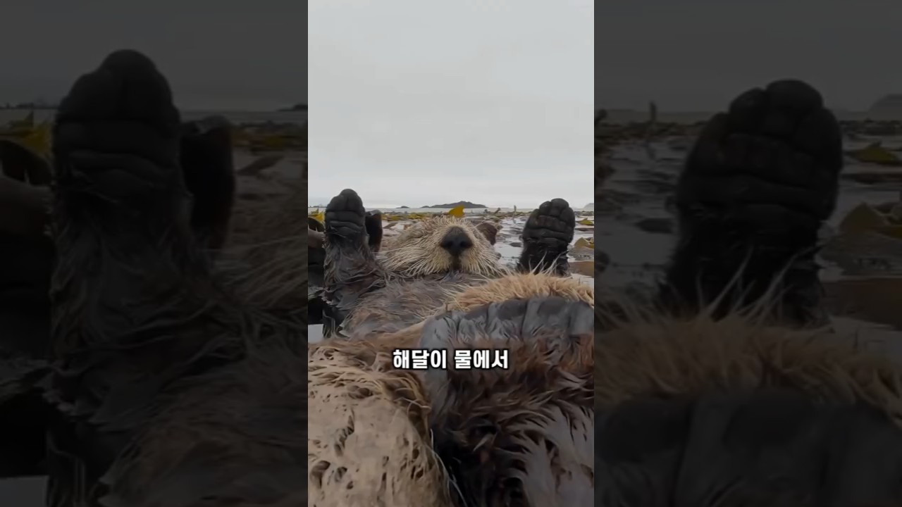 해달의 손 사용법에 대하여 #동물 #지식 #해달