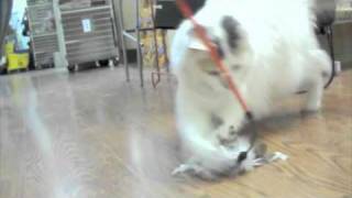 Adopt CeCe, the queen of the adoption center!