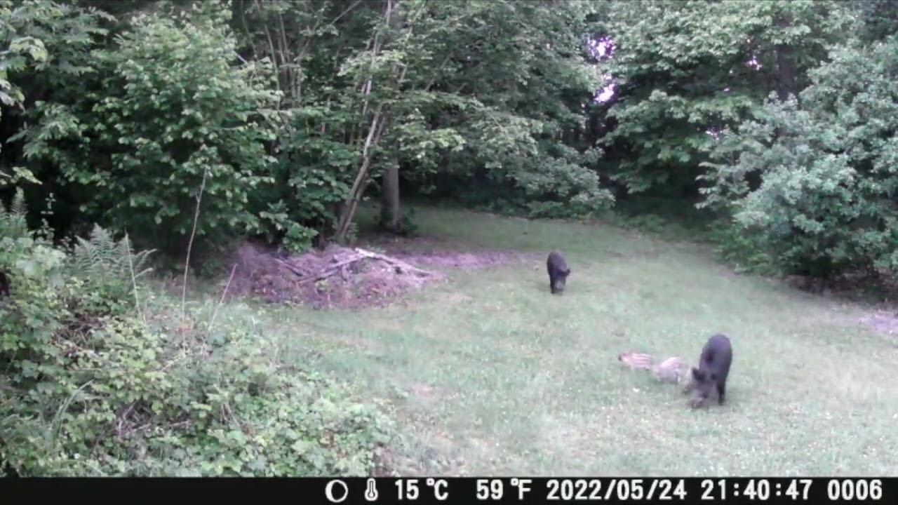 Piege photographique - Compilation animaux de la forêt de Rambouillet