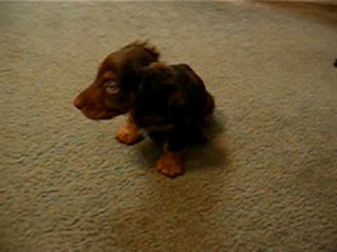 Frank, my super cute mini dachshund puppy