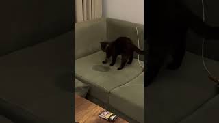 Cat Attempts To Bury Pee Spot on Couch