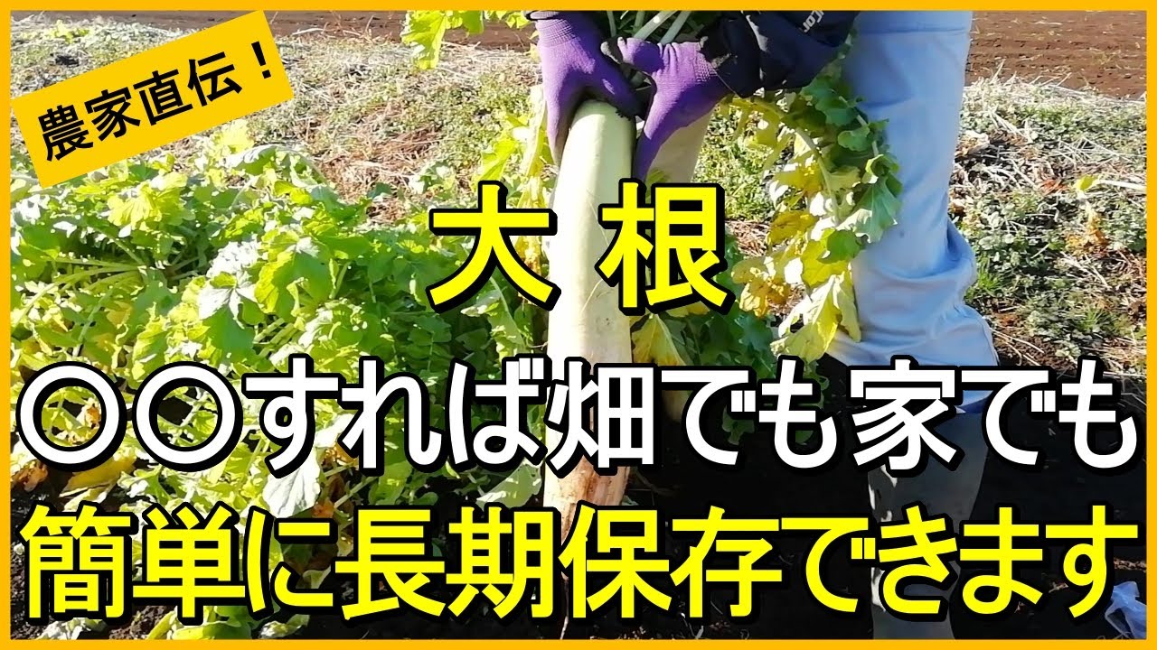 【大根栽培】おいしさそのまま！畑と家で長期保存する方法【有機農家直伝！無農薬で育てる家庭菜園】　25/12/23