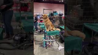 Labrador  Vs Golden Retriever  Spot The Difference