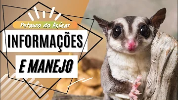 Como criar um Sugar Glider?