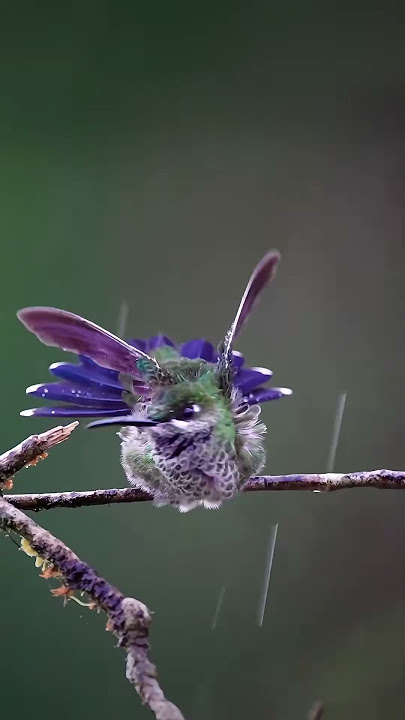 #alamliar #burungcantik #hutanpegunungan #videoburung #burungkolibri