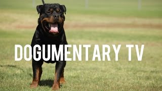 ROTTWEILERS: GERMAN SERBIAN AND AMERICAN AND OTHER THINGS OF INTEREST