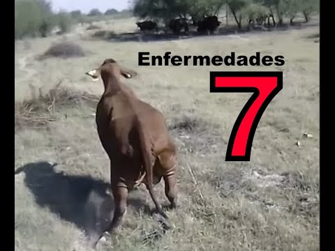 Video: Tratamiento de carbón suelto de cebada: control de la cebada con síntomas de carbón suelto