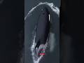 🐋 Orca’s Mysterious Underwater Spin | A Rare Glimpse into the Deep #short #sea #orca