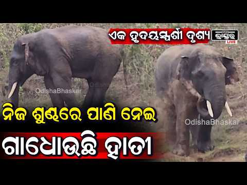 ଏକ ହୃଦୟସ୍ପର୍ଶୀ ଦୃଶ୍ୟ, ନିଜ ଶୁଣ୍ଢରେ ପାଣି ନେଇ ଦେହରେ ଛିଞ୍ଚି ହେଉ ଗାଧୋଉଛି ହାତୀ  I