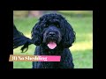 Portuguese Water Dog   Top 10 Interesting Facts の動画、YouTube動画。