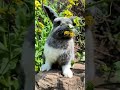 Round, soft, and adorable 🐰#FatRabbit #CuteBunny #Chubby