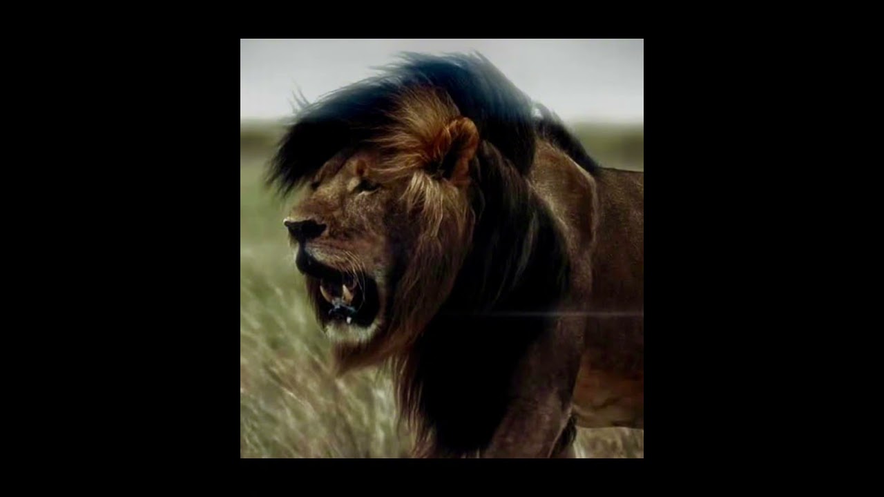 Замби улсыг шившигт хутгасан царайлаг арслангийн гунигт түүх￼