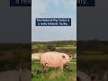 What can pigs teach us about Sustainable farming?