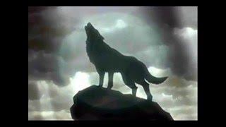 Wolf Slideshow