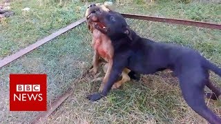 Williamsons Kennel (ALL ABOUT THE GAME)