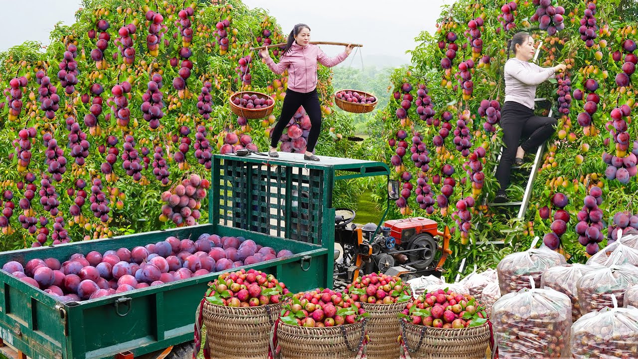 Harvesting 1000+ Plums, Use Truck To Transport Many Plum Goes To Market Sell