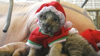 Tiny Tiger Santas by Uzoo 8,165 views 8 years ago 34 seconds