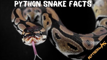Quick Python Snake Facts!