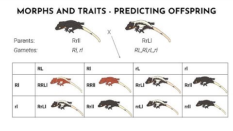 Crested Gecko Genetics: Complete Guide to Morphs, Traits, and Predicting Offspring - 2024