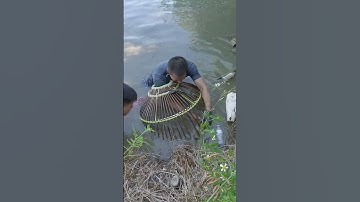 Nơm cá chép khủng #nomca