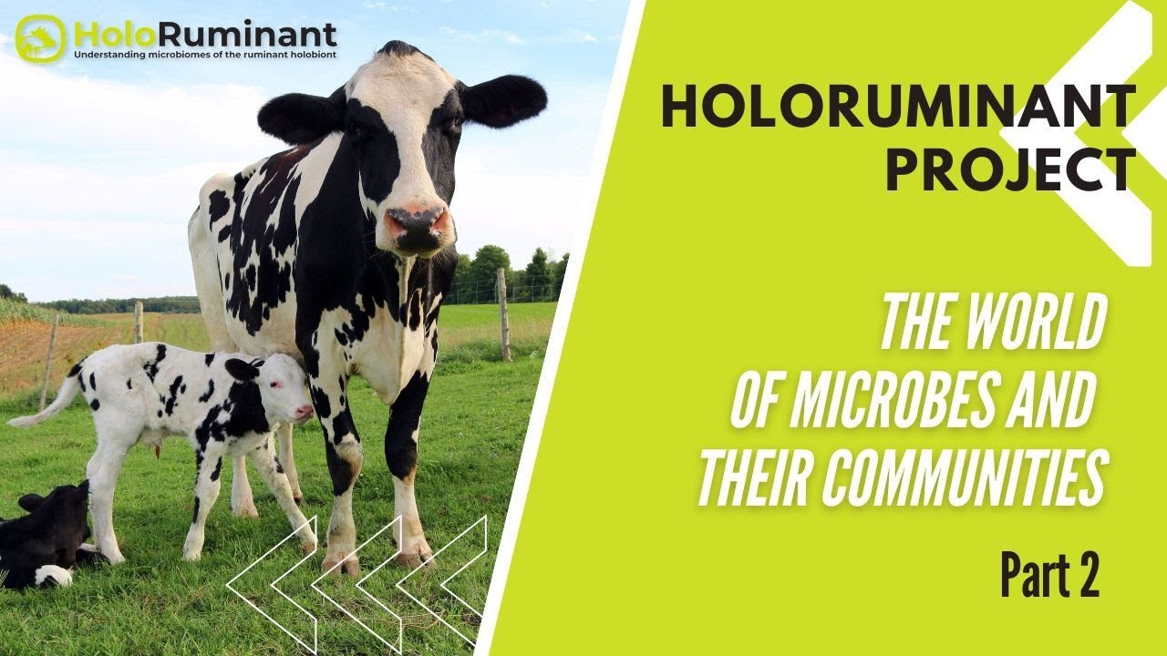 How do we communicate with rumen microbes? Part 2 - YouTube