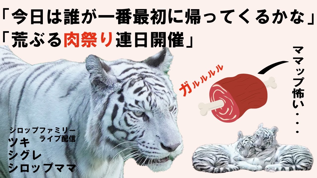 「8月17日」おかえり！シロップファミリーライブ配信