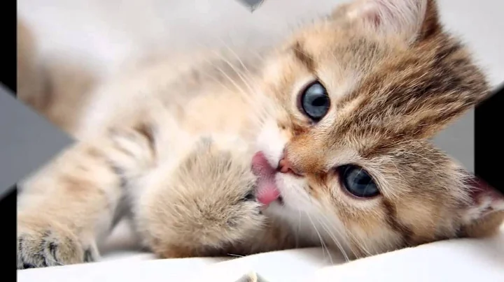 Video 1357441: american shorthair, breed american, beautiful american