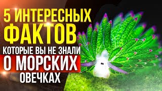 5 интересных фактов про морскую овечку