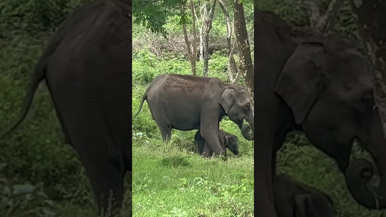 MOTHER AND BABY ELEPHANT #like #subscribe #likeformorevideo #elephant #babyelephants #viralshorts